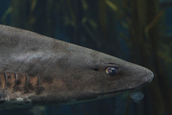 MontereyBay_ 124