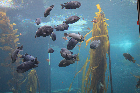 MontereyBay_ 090