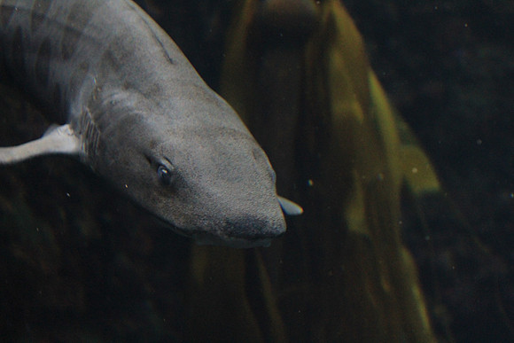 MontereyBay_ 131