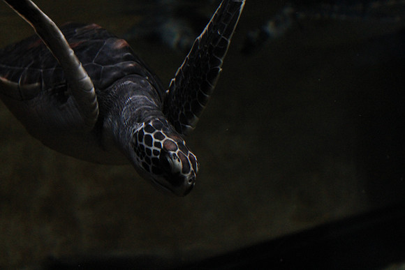 MontereyBay_ 227