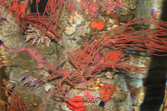 MontereyBay_ 150