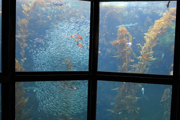 MontereyBay_ 115