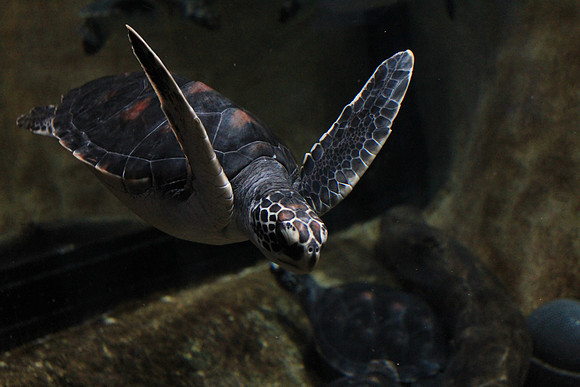 MontereyBay_ 229