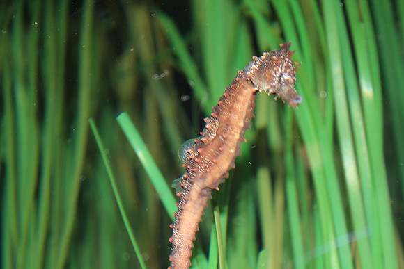 MontereyBay_ 257