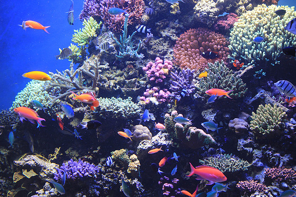MontereyBay_ 216
