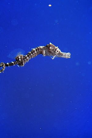 MontereyBay_ 246