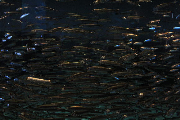 MontereyBay_ 109