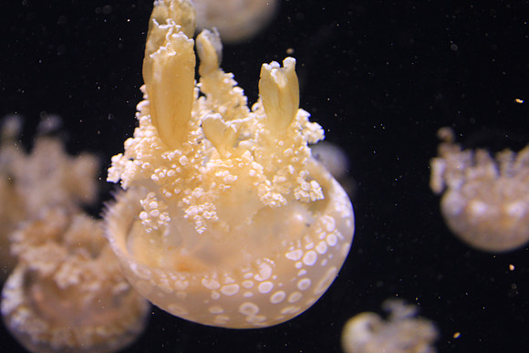 MontereyBay_ 221
