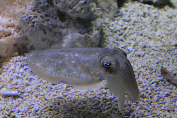 MontereyBay_ 045