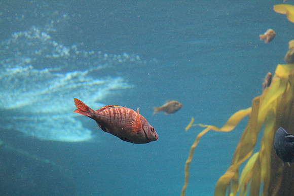 MontereyBay_ 103