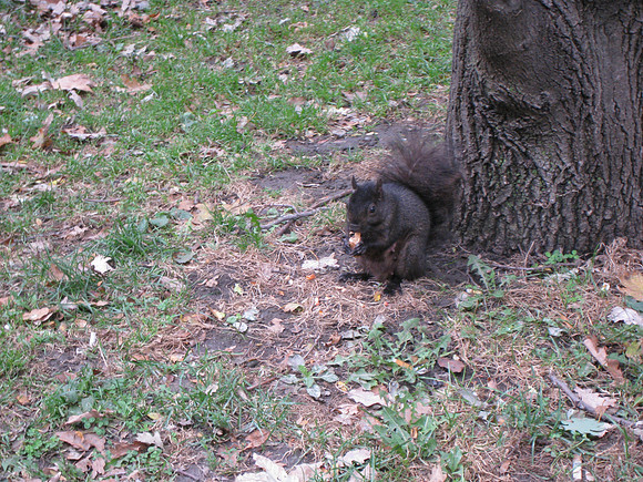 Toronto2009_024