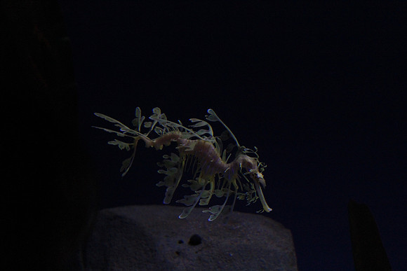 MontereyBay_ 084