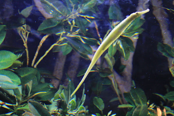 MontereyBay_ 284
