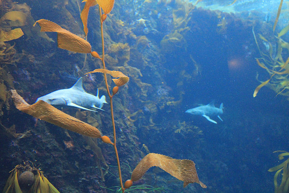 MontereyBay_ 139