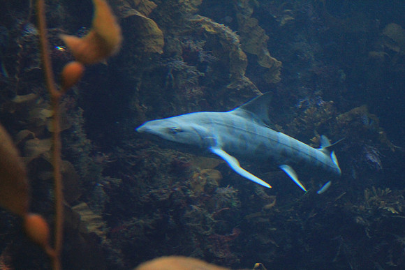 MontereyBay_ 129