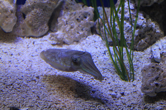 MontereyBay_ 044