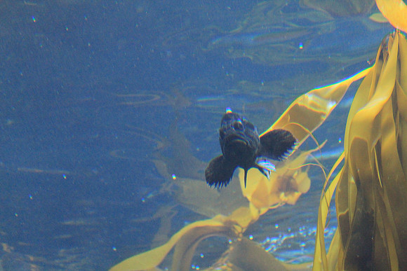 MontereyBay_ 140