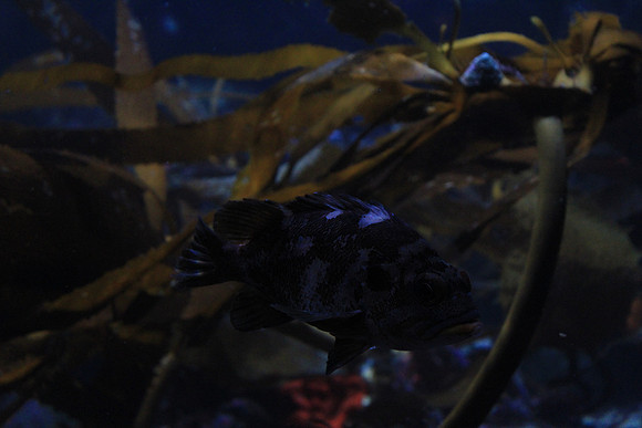 MontereyBay_ 146