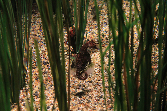 MontereyBay_ 260