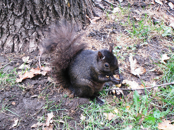 Toronto2009_026