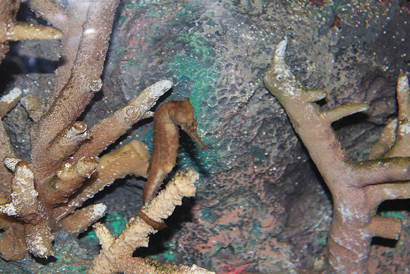 MontereyBay_ 238