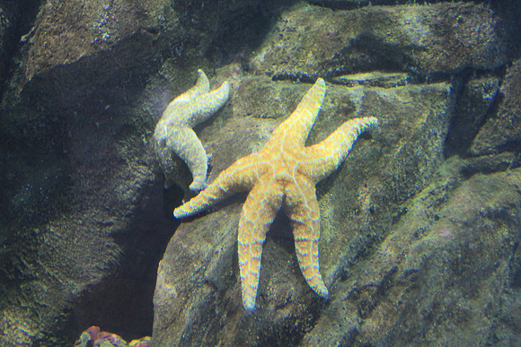 MontereyBay_ 060